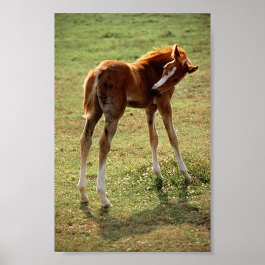 Itchy Foal Poster (Vorne)