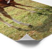 Itchy Foal Poster (Ecke)