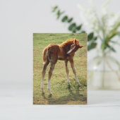 Itchy Foal Postkarte (Stehend Vorderseite)