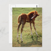 Itchy Foal Postkarte (Vorne/Hinten)
