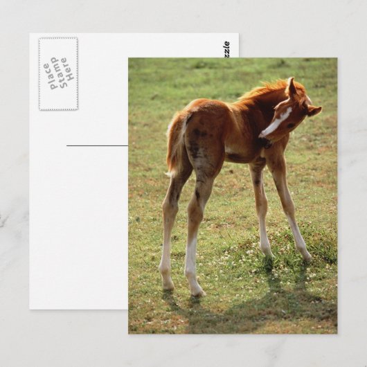 Itchy Foal Postkarte (Vorne/Hinten)