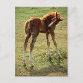 Itchy Foal Postkarte (Vorderseite)