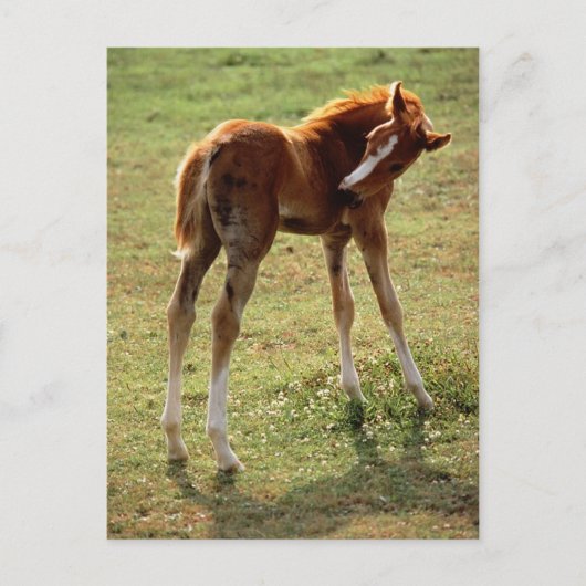 Itchy Foal Postkarte (Vorderseite)