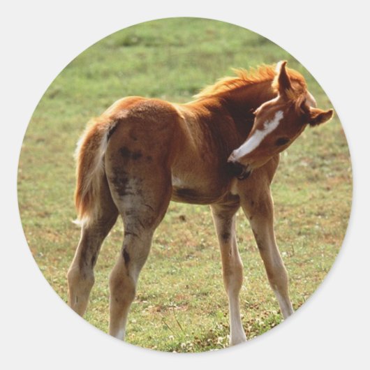 Itchy Foal Runder Aufkleber (Vorderseite)