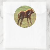 Itchy Foal Runder Aufkleber (Tasche)