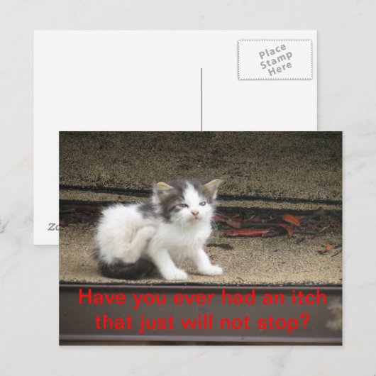 Itchy Kitten Postkarte (Vorne/Hinten)