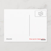 Itchy Kitten Postkarte (Rückseite)