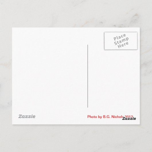 Itchy Kitten Postkarte (Rückseite)