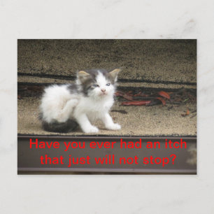 Itchy Kitten Postkarte