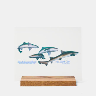 Ito, Chiba, ist der beliebteste Hai-Tauchplatz  Acrylschild
