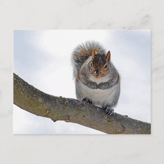 It's Cold Out Here Postcard Postkarte (Vorderseite)