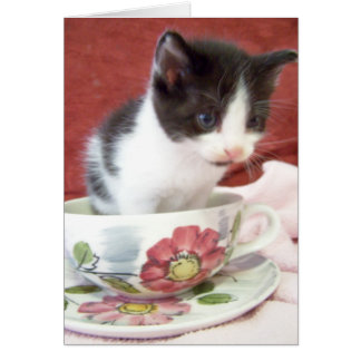 itsy bitsy 4-Wochen-Kätzchen