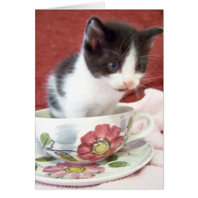 itsy bitsy 4-Wochen-Kätzchen (Vorne)