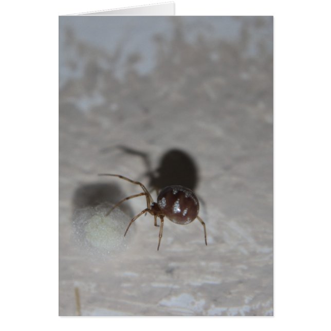 Itsy Bitsy Spider #2 (Vorne)