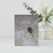 Itsy Bitsy Spider #3 Postkarte (Stehend Vorderseite)