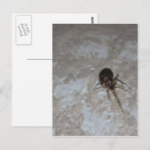 Itsy Bitsy Spider #3 Postkarte (Vorne/Hinten)