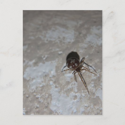 Itsy Bitsy Spider #3 Postkarte (Vorderseite)