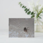 Itsy Bitsy Spider Postkarte (Stehend Vorderseite)