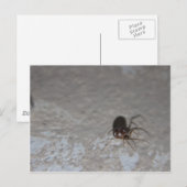 Itsy Bitsy Spider Postkarte (Vorne/Hinten)