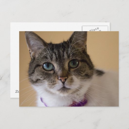 Ivey Postkarte (Vorne/Hinten)