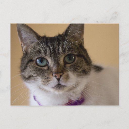 Ivey Postkarte (Vorderseite)