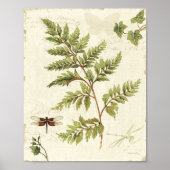 Ivies and Ferns Poster (Vorne)