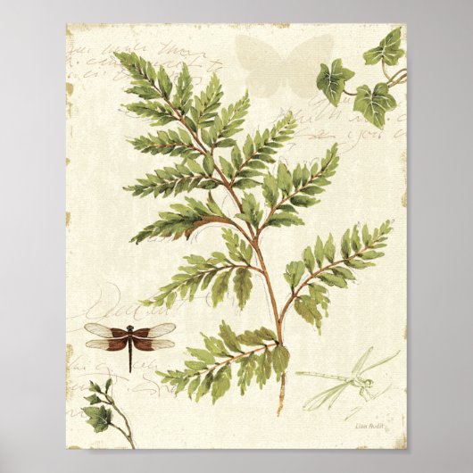 Ivies and Ferns Poster (Vorne)