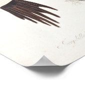 Ivory-billed Woodpecker, 1829, (Print) Poster (Ecke)