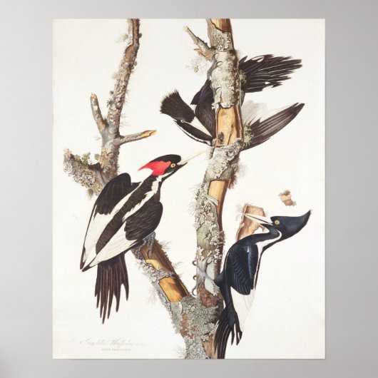Ivory-billed Woodpecker, 1829, (Print) Poster (Vorne)