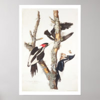 Ivory-billed Woodpecker, 1829, (Print)
