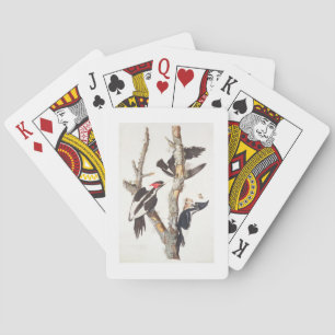 Ivory-billed Woodpecker, 1829, (print) Spielkarten