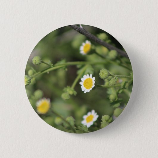 Ivory Desert Rock Daisy Wildblumen Coachella Hinte Button (Vorderseite)