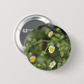 Ivory Desert Rock Daisy Wildblumen Coachella Hinte Button (Vorne & Hinten)