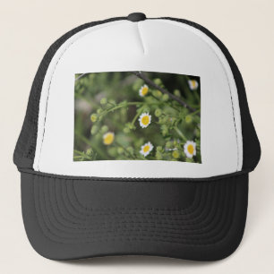 Ivory Desert Rock Daisy Wildblumen Coachella Truckerkappe