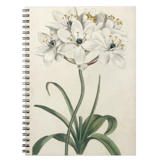 Ivory Garden Notizblock (Vorderseite)