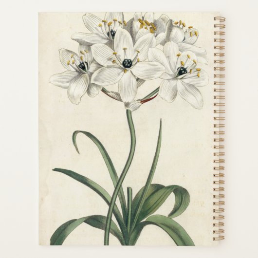 Ivory Garden Planer (Rückseite)