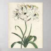Ivory Garden Poster (Vorne)
