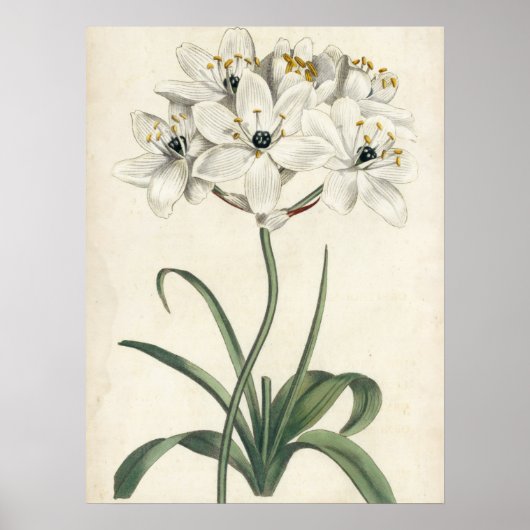 Ivory Garden Poster (Vorne)