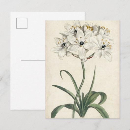 Ivory Garden Postkarte (Vorne/Hinten)