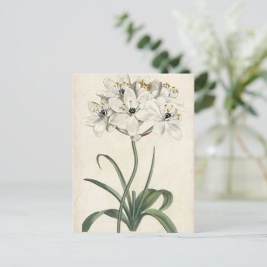 Ivory Garden Postkarte (Stehend Vorderseite)