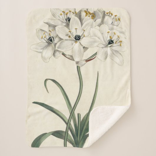 Ivory Garden Sherpadecke (Vorderseite)