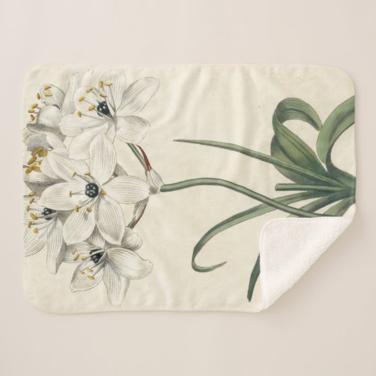 Ivory Garden Sherpadecke (Vorderseite (Horizontal))