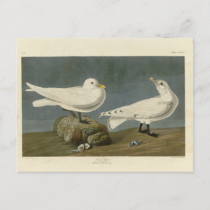 Ivory Gull - John James Audubons Vögel in Amerika Postkarte