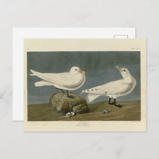 Ivory Gull - John James Audubons Vögel in Amerika Postkarte (Vorne/Hinten)