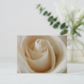 Ivory White Rose Blume Postkarte (Stehend Vorderseite)