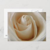 Ivory White Rose Blume Postkarte (Vorne/Hinten)