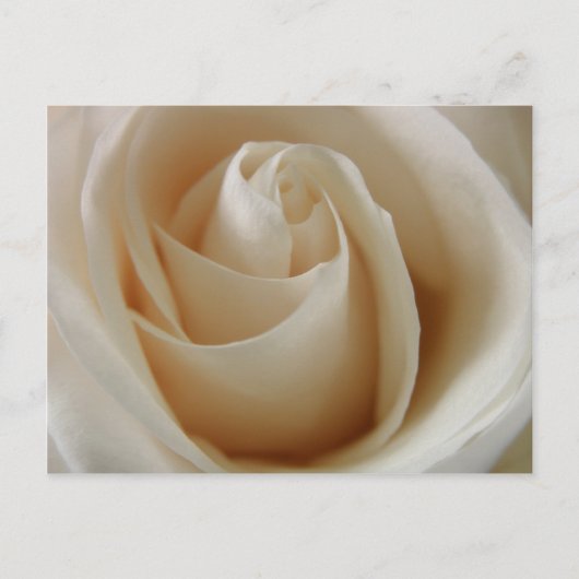 Ivory White Rose Blume Postkarte (Vorderseite)