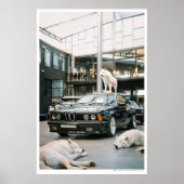 Ivory Wolf Chroma | Wölfe und Auto Poster (Vorne)