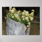 Ivory Zinnias Poster (Vorne)