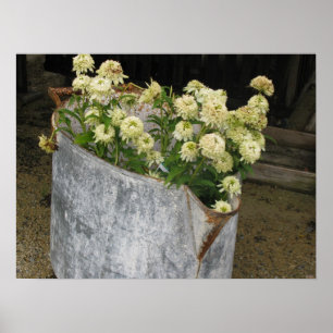 Ivory Zinnias Poster